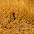 Red-crested Korhaan Royalty Free Stock Photo