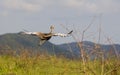 Red-crested korhaan (Lophotis ruficrista) is a species of bird in the Otididae family. Royalty Free Stock Photo