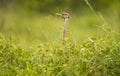 Red-crested korhaan (Lophotis ruficrista) is a species of bird in the Otididae family. Royalty Free Stock Photo