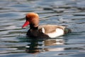 Red-crested Pochard Royalty Free Stock Photo