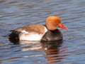 The Red-crested Pochard Royalty Free Stock Photo