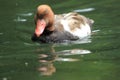 Red-crested pochard Royalty Free Stock Photo