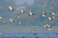 Red crested pochard bird, natural, nature