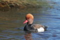 A Red-crested pochard in blue water
