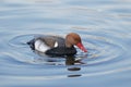 A Red-crested pochard in blue water