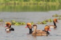 Red-crested Pochard Netta rufina