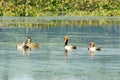 Red crested pochard diving duck bird Netta rufina swimming in wetland. The Water birds found in Laguna Madre of Texas, Mexico, Royalty Free Stock Photo