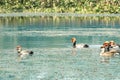 Red crested pochard diving duck bird Netta rufina swimming in wetland. The Water birds found in Laguna Madre of Texas, Mexico, Royalty Free Stock Photo