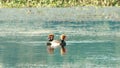 Red crested pochard diving duck bird Netta rufina swimming in wetland. The Water birds found in Laguna Madre of Texas, Mexico, Royalty Free Stock Photo