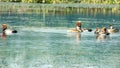 Red crested pochard diving duck bird Netta rufina swimming in wetland. The Water birds found in Laguna Madre of Texas, Mexico, Royalty Free Stock Photo