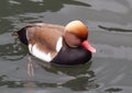 Red Crested Pochard Duck