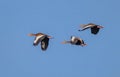 Red crested pochard ducks in flight Royalty Free Stock Photo
