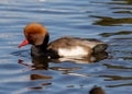 The red-crested pochard a large diving duck