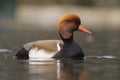 Red-crested Pochard - Netta rufina Royalty Free Stock Photo