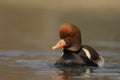 Red-crested Pochard - Netta rufina