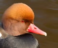 Red crested pochard (Netta Rufina) Royalty Free Stock Photo