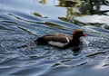 Red-crested pochard, Netta rufina