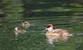 Red-crested pochard (netta rufina) female and baby