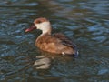 Red-crested pochard (Netta rufina) female on the river Royalty Free Stock Photo