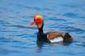 Red-crested Pochard, Netta rufina, floating on dark water surface. Nice duck with rusty head in blue water. Evening sun in the lak