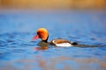 Red-crested Pochard, Netta rufina, floating on dark water surface. Nice duck with rusty head in blue water. Evening sun in the lak