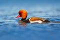 Red-crested Pochard, Netta rufina, floating on dark water surface. Nice duck with rusty head in blue water. Evening sun in the lak