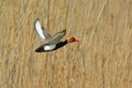 Red Crested pochard (Netta Rufina) Royalty Free Stock Photo