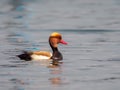 Red-crested pochard