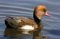 Red-crested Pochard Netta rufina