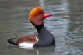 Red crested pochard (Netta rufina) male