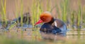 Red-crested pochard - Netta rufina - male bird Royalty Free Stock Photo