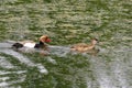 The red-crested pochard Netta rufina, male and female Royalty Free Stock Photo
