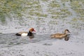 The red-crested pochard Netta rufina, male and female