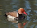 Red-crested pochard (Netta rufina) male on the river Royalty Free Stock Photo