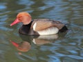Red-crested pochard (Netta rufina) male on the river Royalty Free Stock Photo
