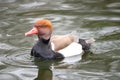 Red-crested Pochard (Netta rufina) Royalty Free Stock Photo