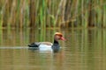 Red Crested pochard (Netta Rufina)