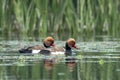 Red-crested pochard or Netta rufina observed in Gajoldaba in West Bengal, India Royalty Free Stock Photo
