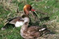 Red-Crested Pochard, netta rufina, Pair Laying on Grass Royalty Free Stock Photo
