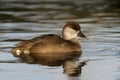 Red-crested pochard, Netta rufina Royalty Free Stock Photo