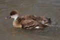 Red-crested pochard (Netta rufina). Royalty Free Stock Photo