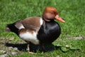 Red-crested pochard (Netta rufina). Royalty Free Stock Photo