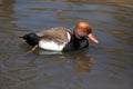 Red-crested pochard (Netta rufina).