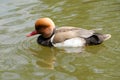 Red crested pochard Royalty Free Stock Photo