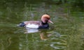 Red crested pochard Royalty Free Stock Photo