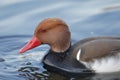 A Red-crested pochard up close