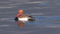 Red-crested pochard, very close, still on the lake