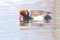 Red Crested Pochard Royalty Free Stock Photo