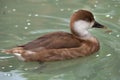 Red-crested pochard & x28;Netta rufina& x29;. Royalty Free Stock Photo