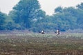 Red Crested Pochards flying in Keoladeo National Park, Bharatpur, India. Royalty Free Stock Photo